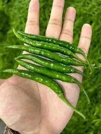 Premium Fresh Green Chilli Vegetable Pack 