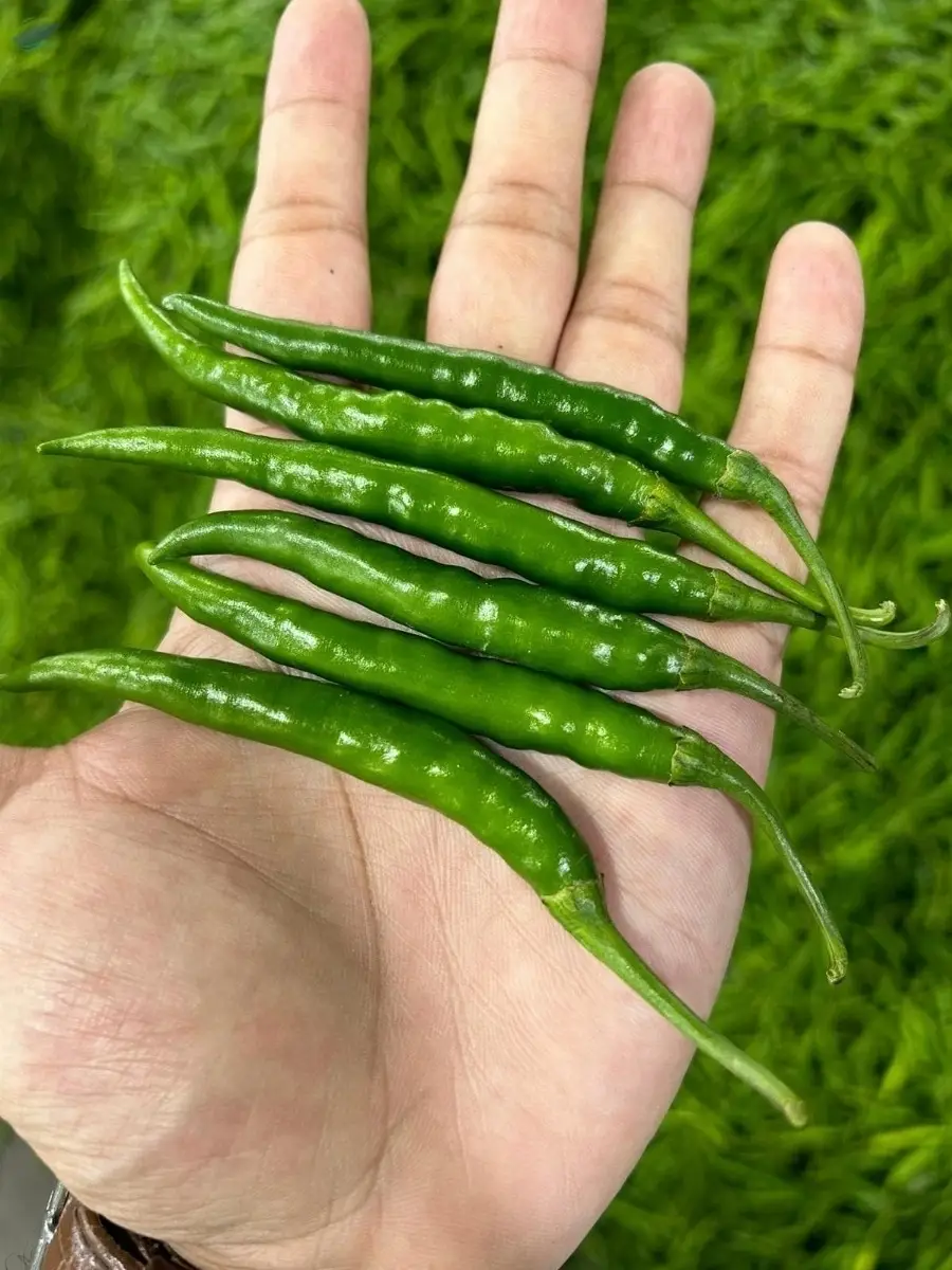 Premium Fresh Green Chilli Vegetable Pack 