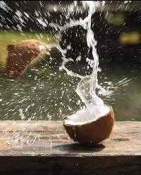 Coconuts (Semi Husked & Full Husked)