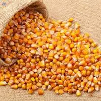 Yellow Maize - Corn