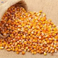 Organic Yellow Maize Corn Grocery Pack