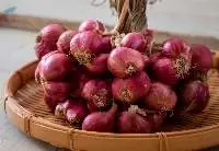 Shallots or Sambar Onions