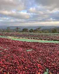 Green Coffee Beans