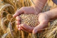 Wheat
