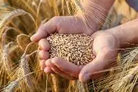 Wheat