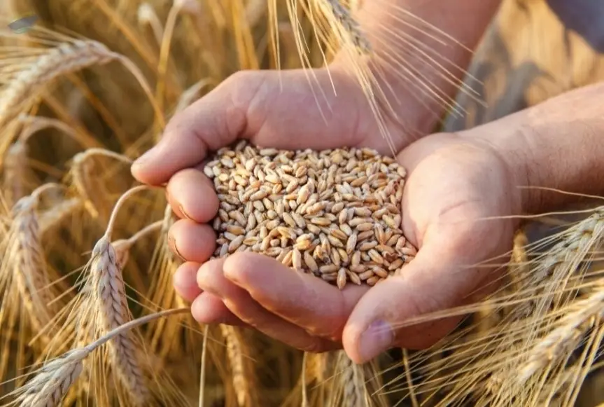 Wheat