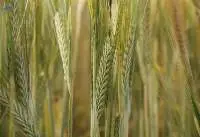 Barley