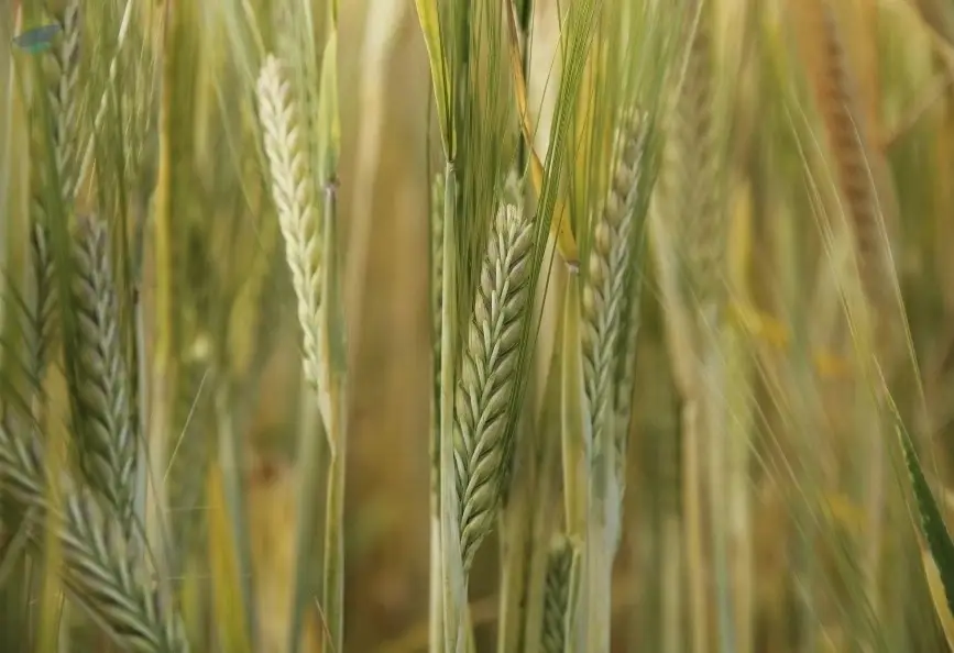 Barley