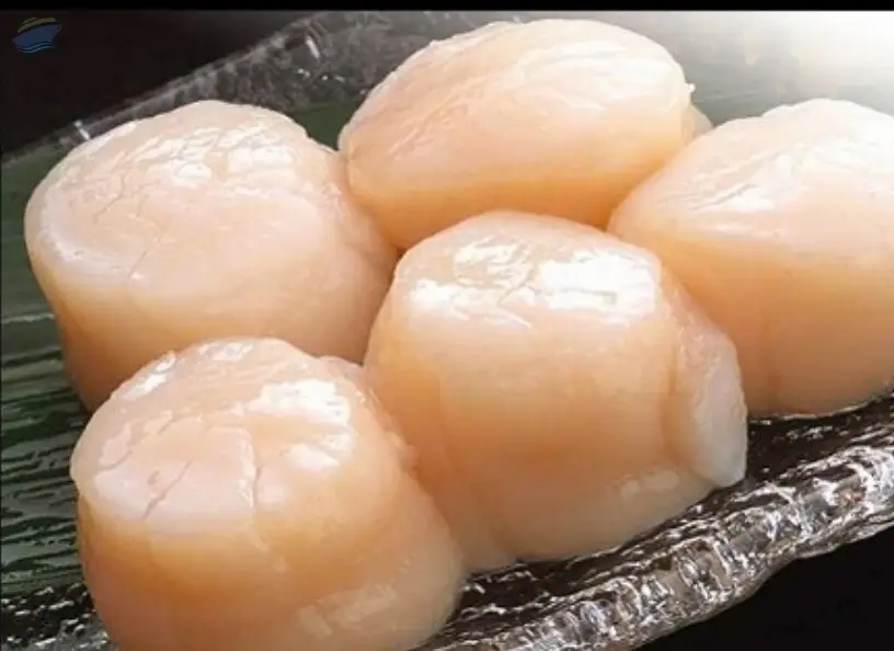 Scallops