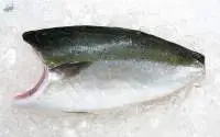 Yellow Tail (Hamachi)