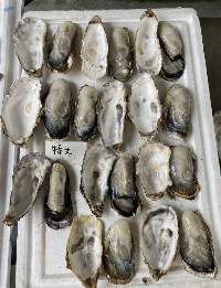 Frozen Whole-Shell Oysters