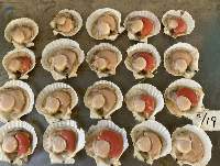 Frozen Whole-Shell Scallops