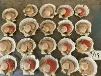 Frozen Whole-Shell Scallops