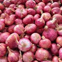 Nashik Red Onion