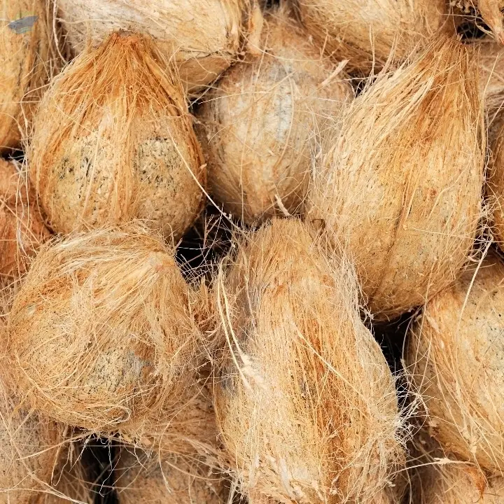 Semi Husked Coconut