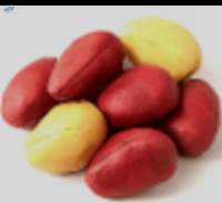Fresh Kola Nut