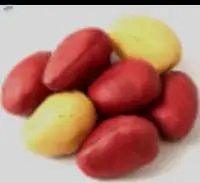 Fresh Kola Nut