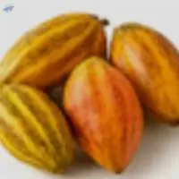 Cocoa Pod
