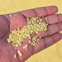 Sulphur Granule