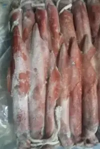 Squid Frozen