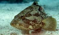 Grouper Fish