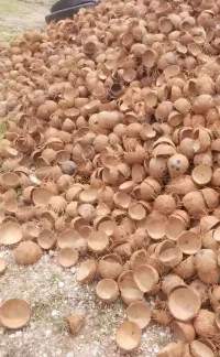 Coconut Shell