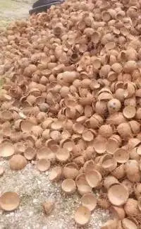 Coconut Shell