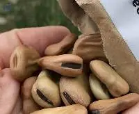 Broad Bean Seed