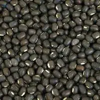 Urad