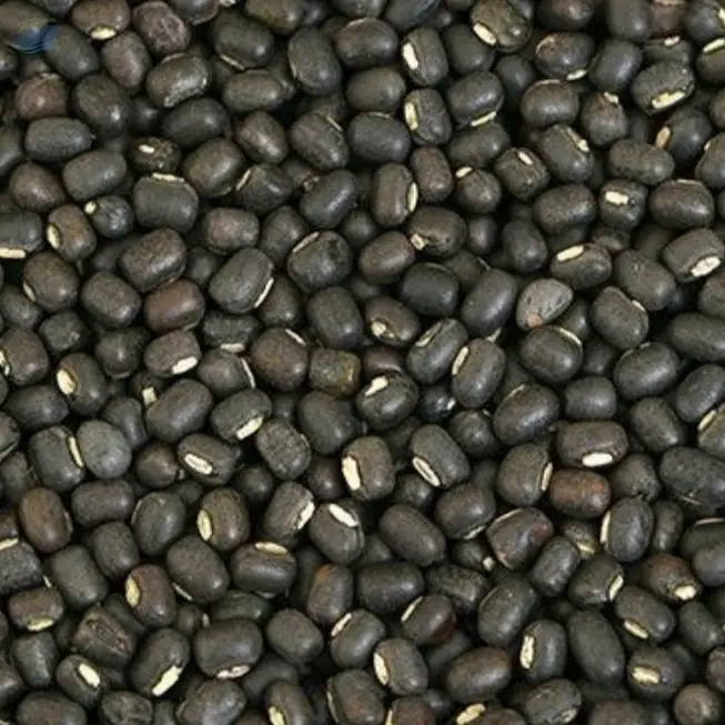 Urad