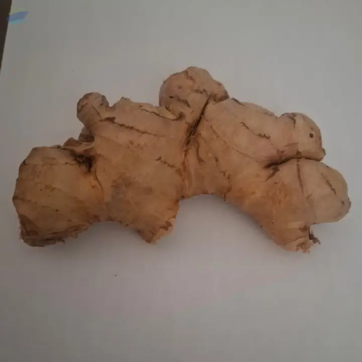 Ginger
