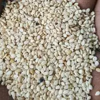 Premium Quality White Sesame Seeds