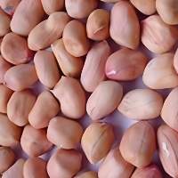 Premium Quality Export Grade Groundnuts