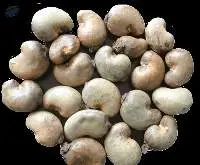 Premium Export Quality Raw Cashew Nuts