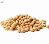 Soybean