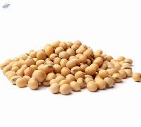 Premium Quality Non GMO Soybean Export Grade