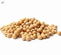 Premium Quality Non GMO Soybean Export Grade