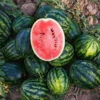 Watermelons