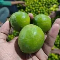 Fresh Lemons (Citrus limon)