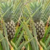 Pineapples