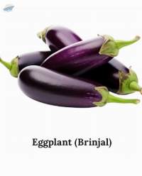 Eggplant (Brinjal)