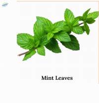 Mint Leaves