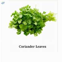 Coriander Leaves