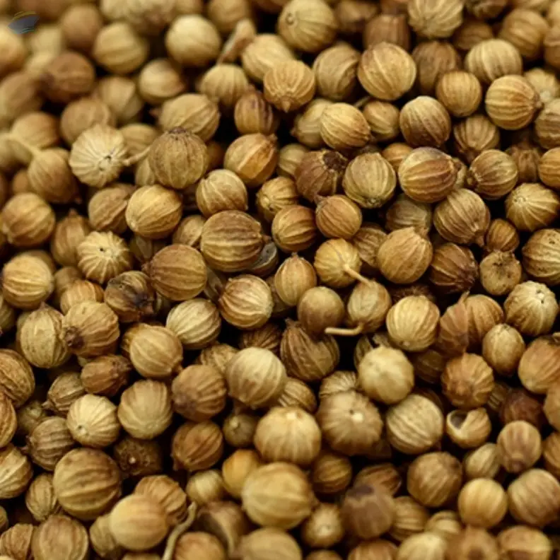 Coriander Seeds