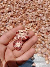 Betel Nuts