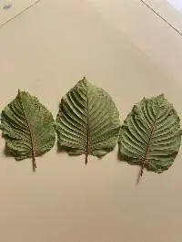 Mitragyna