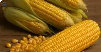 Maize (Corn)