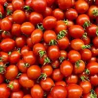 Tomato