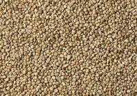 Pearl millet ( Bajra )