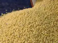 Foxtail millet ( Kakum)